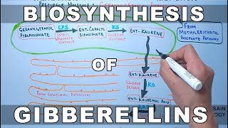 Biosynthesis of Gibberelins [upl. by Lambert]