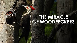 The Miracle Of Woodpeckers [upl. by Ansela702]