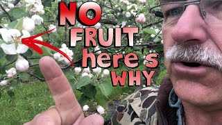 4 Reasons Why Your Fruit Tree is Not Producing Fruit [upl. by Enihpesoj]