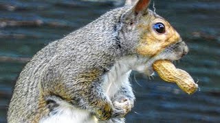 Ultimate 8 Hour Video Of Squirrels Fun For Your Dogs and Cats  May 6 2019 [upl. by Michaele]