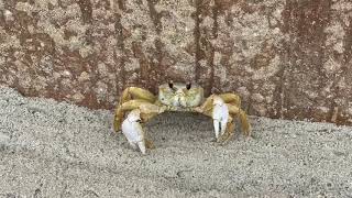 Crabs do walk sideways [upl. by Garnes674]