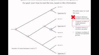 How to read an evolutionary tree [upl. by Gilda176]