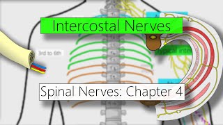 Intercostal nerves  Nervous system  4K  Spinal nerves Chapter 4 [upl. by Eelatan]