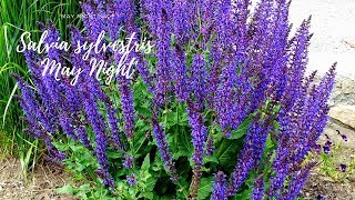 How to care for Salvia quotMay Nightquot [upl. by Geithner928]