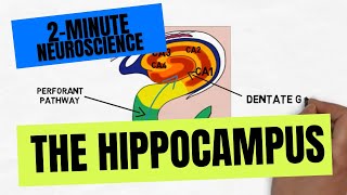 2Minute Neuroscience The Hippocampus [upl. by Loraine422]