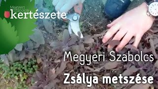 Zsálya Salvia metszése  Megyeri Szabolcs Kertészete [upl. by Melonie241]