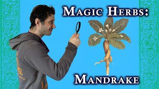 Magic Herbs Mandrake [upl. by Magnien442]