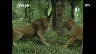 African lion vs Bengal tiger who really won this fight slap to the head lion retreats [upl. by Enelyad]