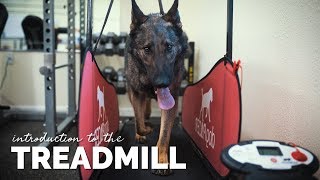 Introducing Your Dog to the Treadmill [upl. by Akeimat]