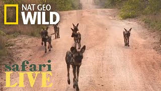 Safari Live  Day 1  Nat Geo WILD [upl. by Anana]