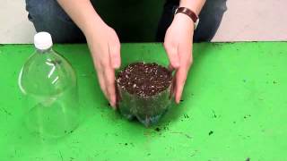 How to Build a Pop Bottle Terrarium [upl. by Friedly]