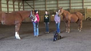 Beginner Showmanship at halter [upl. by Ahsinal494]