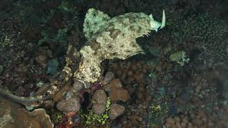 Wobbegong Shark eating a Black Tip Reef Shark [upl. by Hiroko10]