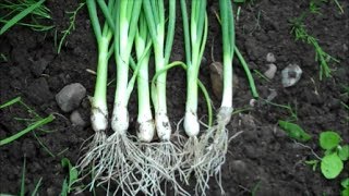 How to Grow Spring Onions from Seed [upl. by Wain]