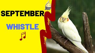 SEPTEMBER with Whistle Cockatiel Singing Training  Bird Whistle  Parrot Practice [upl. by Llerrem]