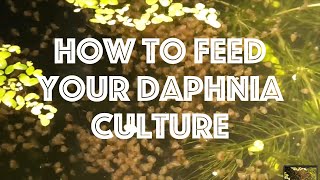 How To Feed Your Daphnia Culture [upl. by Anahsed]