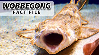 Wobbegong facts the CARPET SHARK 🦈 Animal Fact Files [upl. by Adelaide]