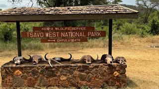 Tsavo West National Park and Kilaguni Serena Safari Lodge [upl. by Shae]