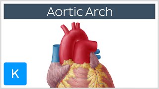 Aortic Arch Anatomy Branches Function amp Definition  Kenhub [upl. by Zendah612]