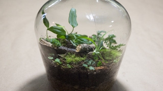 Making a Bottle Terrarium  Closed Terrarium Basics [upl. by Nor855]