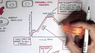 Microbiology  Bacteria Growth Reproduction Classification [upl. by Eceinal757]