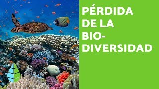 PÉRDIDA de la BIODIVERSIDAD CAUSAS y CONSECUENCIAS [upl. by Eneluqcaj265]