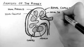 Renal Anatomy 1  Kidney [upl. by Zetra]