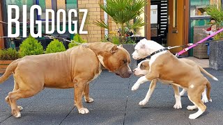 Our Giant Pitbull Family  BIG DOGZ [upl. by Enirhtac]