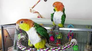 White Bellied Caique Pair [upl. by Marchelle]