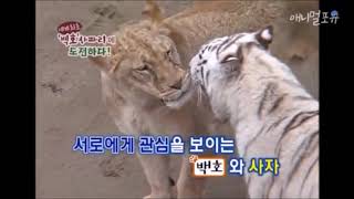 White Tiger vs African Lion NEW FOOTAGE [upl. by Erodaeht689]