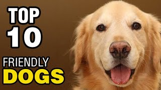 TOP 10 FRIENDLY DOG BREEDS [upl. by Nyltiak123]