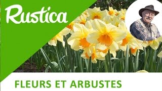 Comment planter un bulbe de narcisse [upl. by Leontina]