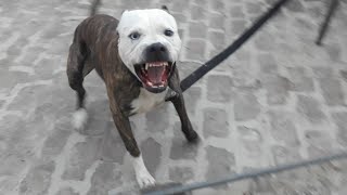 Pitbull Attack aggresive pitbull terrier Tiger [upl. by Nytsua]