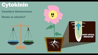 PLANT HORMONES  Auxin Gibberellin Cytokinin Ethylene Abscisic Acid [upl. by Telracs]