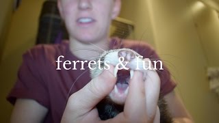 Everything You Need to Know Before Buying A Ferret [upl. by Zerline477]