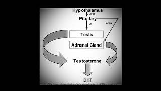 DIHYDROTESTOSTERONE DHT  Binaural Steroids Strong Anabolic Effect Improved Masculinity [upl. by Ogires]