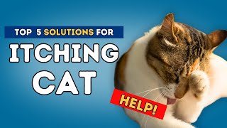 Itching Cat Help [upl. by Leonie]