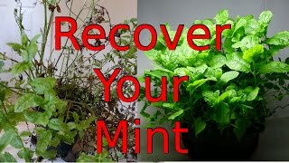 How to recover your Mint Plant [upl. by Paulette998]