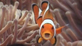 Symbiosis amp Anemonefish  Reef Life of the Andaman  Part 18 [upl. by Bay]