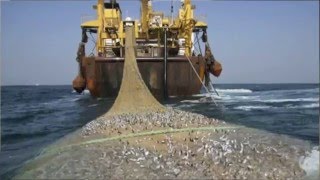 Overfishing and The Tragedy of the Commons [upl. by Schear]