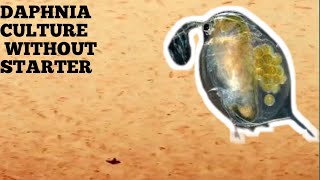 HOW TO CULTURE DAPHNIA NATURALLY WITHOUT A STARTER [upl. by Doownel517]