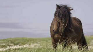 Discover Sable Island National Park Reserve [upl. by Mendie]