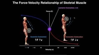 Exercise Physiology  Skeletal Muscle ForceVelocity Relationship [upl. by Naam660]