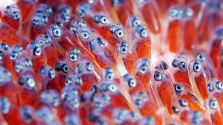 Clownfish Eggs  The Real Finding Nemo [upl. by Eolanda]