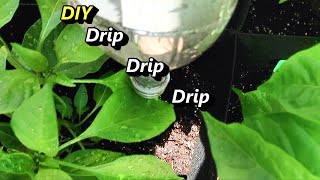 Simple Gravity Drip Irrigation System Using Plastic Soda Bottles [upl. by Libna]