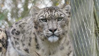 Marwell Zoo Trip  December 2017 [upl. by Boni]