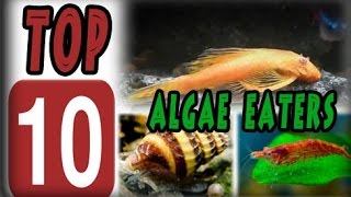 Top 10 Algae Eaters [upl. by Juback951]