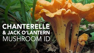 Chanterelle amp Jack OLantern — Mushroom ID [upl. by Nosdivad]