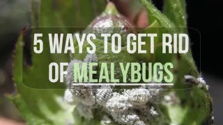 5 Ways to Get Rid of Mealybugs [upl. by Aisor936]