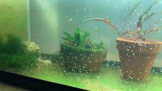 Daphnia Culturing Snails or no snails [upl. by Crysta]